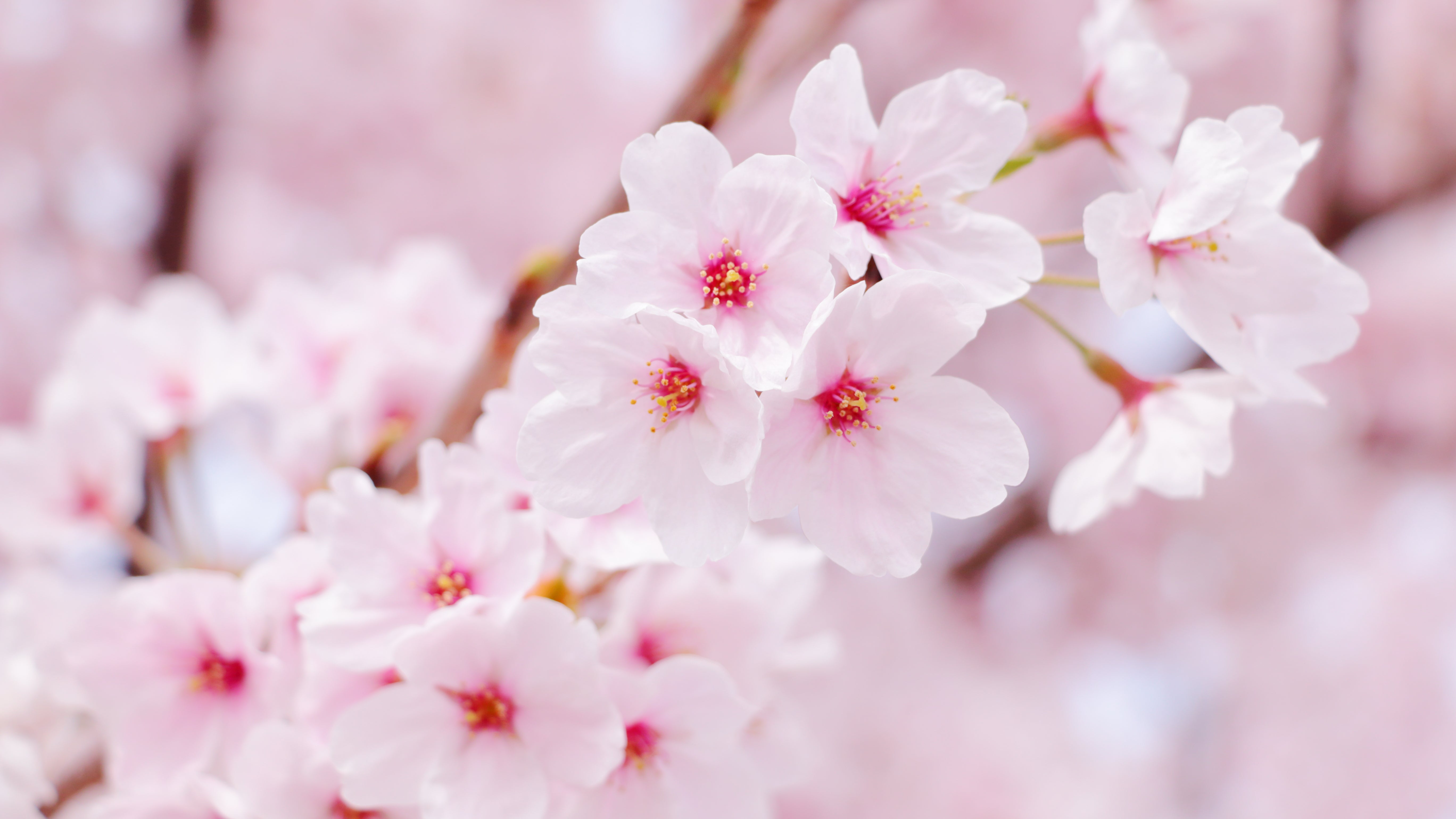 The Sakura Collection 2026