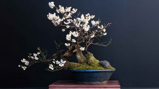 What is Bonsai?