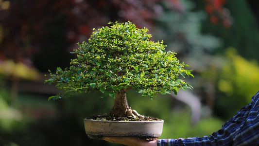 Ceramic Bonsai Pots: Enhancing the Beauty of Bonsai Trees