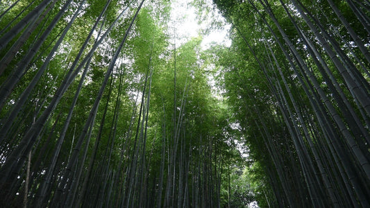 【Arashiyama】Kyoto's Timeless Retreat – A Comprehensive Guide