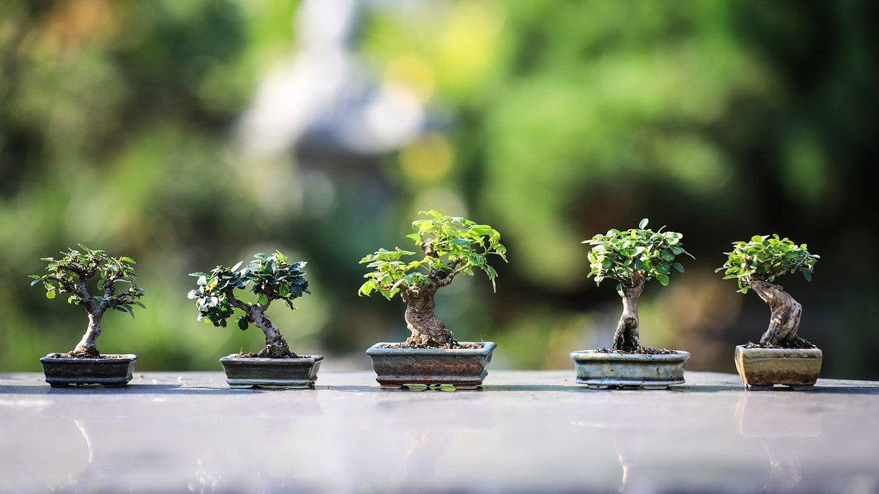 Bote de bonsai japonés