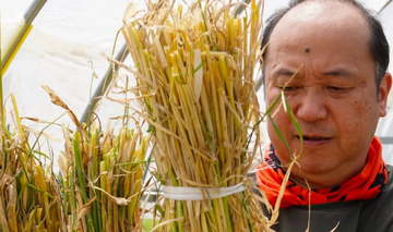 Kamiya Straw Craft Shop